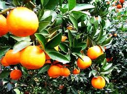 抚州青泥蜜桔面向全国商贩招商，质量优良