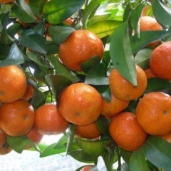 广东云安种植沙糖桔历史悠久