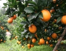 湖南永州种值大量纽荷尔脐橙，现已基本成熟