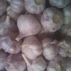 11月14日山东各地大蒜价格行情