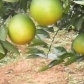 江西赣县50亩脐橙品种是纽贺尔