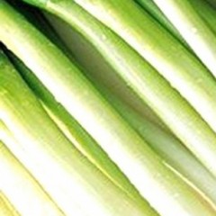 巨野优质长白大葱20万斤 急售 五至六毛