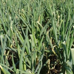 胶东大量铁杆大葱、秋白菜各一千亩