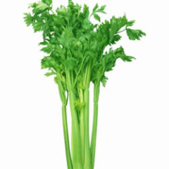 山东平度市芹菜芯礼品盒装25元/盒