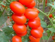 福建漳浦县长年种植红色小番茄，现大量上市