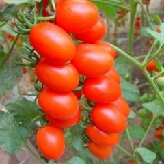 福建漳浦县长年种植红色小番茄，现大量上市