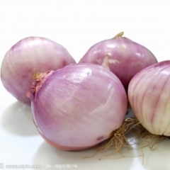 我村集中承包的土地种植洋葱5000吨