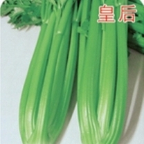 山东东昌40000斤优质芹菜　