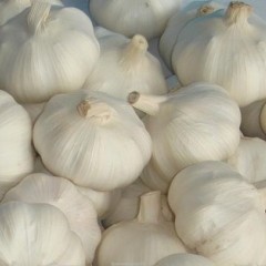 11月21日山东各地大蒜价格行情