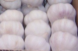 11月21日江苏射阳大蒜价格行情