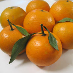 德庆贡柑（皇帝柑）,沙糖桔上市了