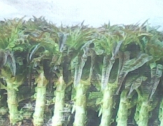 福建省永安市小陶镇大量面积种植红叶莴苣