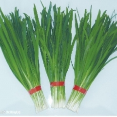 寿光3000亩韭菜现已上市