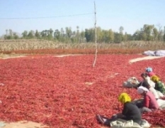忻州农业合作社现有大量干辣椒即将上市