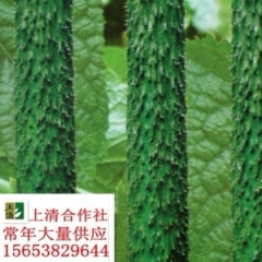 寿光5000个大棚的黄瓜现已上市