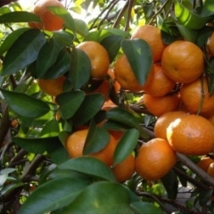  代收代购郁南沙糖桔