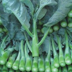 长期提供纯绿色蔬菜广东芥蓝