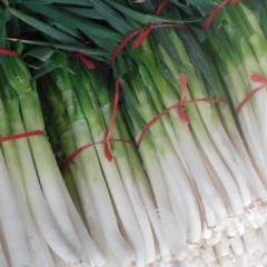 滕州铁杆大葱上市，质优价廉，货源充足