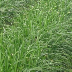 开封尉氏大棚韭菜成熟了，面积1500亩左右