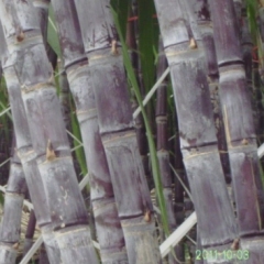 广西宾阳县，有“甘蔗之乡”之称