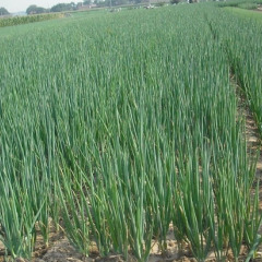 平度张戈庄镇万亩大葱出售！价格0.5每公斤