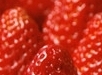 江苏茆圩草莓基地长期供应绿色无公害草莓