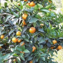 沙糖桔在农历春节前后一个月可上市