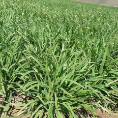 淄博长期供应大量优质鲜韭