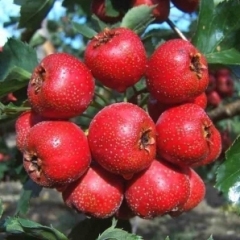 山东辛寨镇有万亩山楂，已形成规模