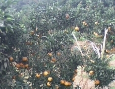 成都浦江出售大量优质橙子，品种丰富