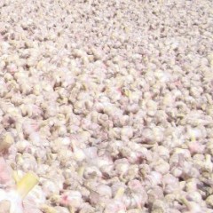 山东斑鸠店冷库大蒜正在销售