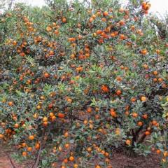 抚州青泥蜜桔面向全国商贩招商