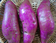 河南中牟紫薯，营养丰富