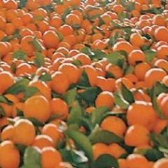 肇庆封开县代客收砂糖桔。日量可以供30吨以上