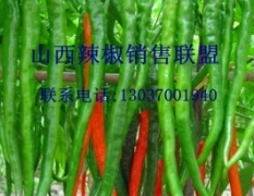 山西忻州大量辣椒出售：每斤0.70-0.80元左右