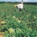 内蒙松山现有大量西瓜、豆角上市