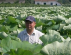 湖北荆州莲藕种植科研示范基地