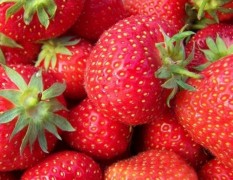 本草莓基地的草莓已上市，现求收购商。