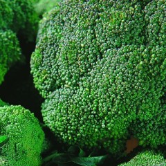 宁波大面积西兰花，品质优良，价格面议