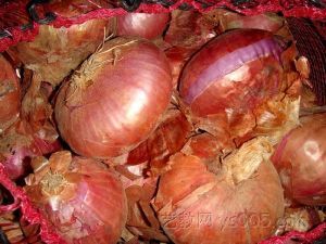 甘肃省民勤黄皮葱每斤0.15元，红皮葱每斤0.35元