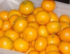 11月26日郴州，清远，汉中柑橘价格行情
