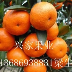  德庆沙糖桔品质优越，口感好。