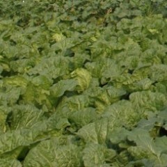 河南夏邑车站镇出售万亩大白菜。