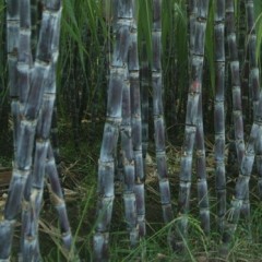 翁源县今年新种黑皮甘蔗，长势不错！