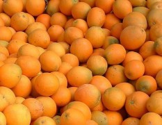 江西安远七万斤脐橙出售！好果次果都有！