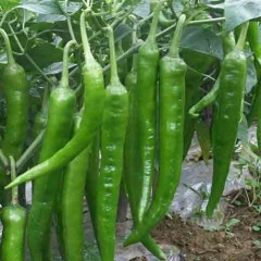 11月28日山东青州各类新鲜蔬菜价格行情