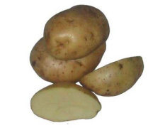 枣庄滕州优质荷15土豆种