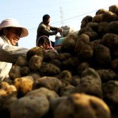 甘肃灵台大量土豆低价出售