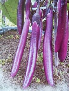 淮阳100亩品质优无公害紫色长茄，大量出售