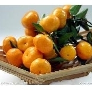 南丰农商代理收橘子，10多年丰富经验